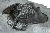 Gorgeous Scotoharpes Trilobite - Boudib, Morocco #363007-5